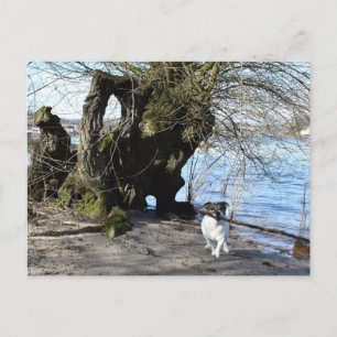 Capo von Oppenheim, Jack Russell Terrier Dog Briefkaart