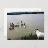 Capo von Oppenheim, Jack Russell Terrier Dog Briefkaart (Voorkant / Achterkant)