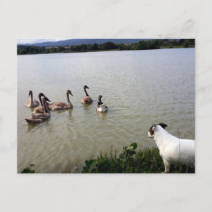 Capo von Oppenheim, Jack Russell Terrier Dog Briefkaart