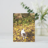 Capo von Oppenheim, Jack Russell Terrier Dog Briefkaart (Staand voorkant)