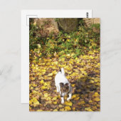 Capo von Oppenheim, Jack Russell Terrier Dog Briefkaart (Voorkant / Achterkant)