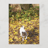 Capo von Oppenheim, Jack Russell Terrier Dog Briefkaart (Voorkant)