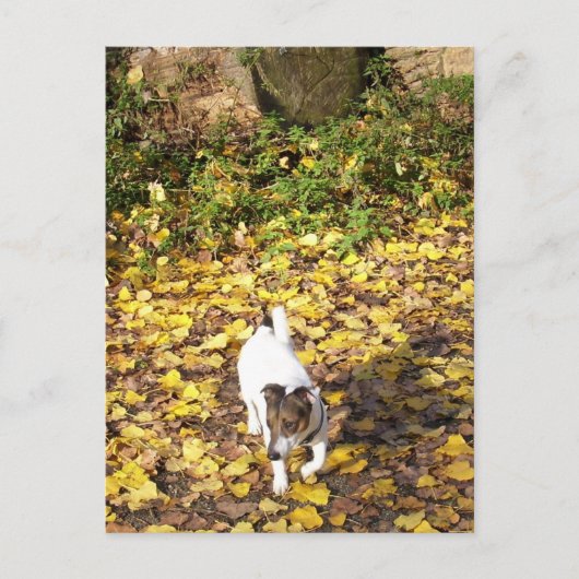 Capo von Oppenheim, Jack Russell Terrier Dog Briefkaart (Voorkant)