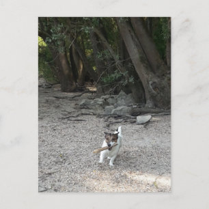 Capo von Oppenheim, Jack Russell Terrier Dog Briefkaart