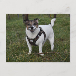 Capo von Oppenheim, Jack Russell Terrier Dog Briefkaart