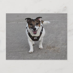 Capo von Oppenheim, Jack Russell Terrier Dog Briefkaart