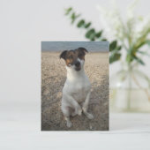 Capo von Oppenheim, Jack Russell Terrier Dog Briefkaart (Staand voorkant)