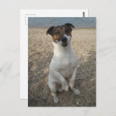 Capo von Oppenheim, Jack Russell Terrier Dog Briefkaart (Voorkant / Achterkant)