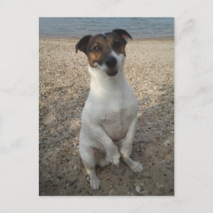 Capo von Oppenheim, Jack Russell Terrier Dog Briefkaart