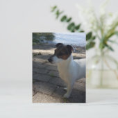 Capo von Oppenheim, Jack Russell Terrier Dog Briefkaart (Staand voorkant)