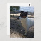 Capo von Oppenheim, Jack Russell Terrier Dog Briefkaart (Voorkant / Achterkant)