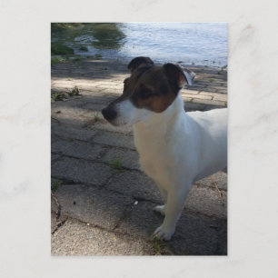 Capo von Oppenheim, Jack Russell Terrier Dog Briefkaart