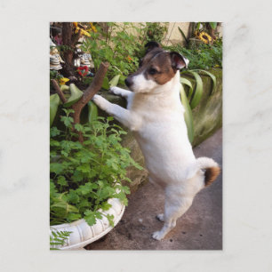 Capo von Oppenheim, Jack Russell Terrier Dog Briefkaart