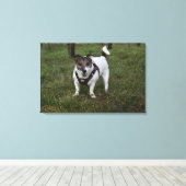 Capo von Oppenheim, Jack Russell Terrier Dog Canvas Afdruk (Insitu (Houten vloer))