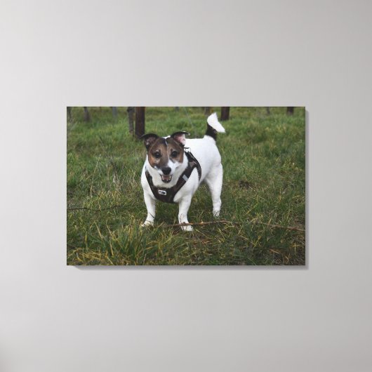 Capo von Oppenheim, Jack Russell Terrier Dog Canvas Afdruk (Voorkant)