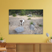 Capo von Oppenheim, Jack Russell Terrier, Dog Canvas Afdruk (Insitu (Woonkamer))