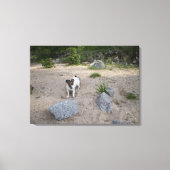 Capo von Oppenheim, Jack Russell Terrier, Dog Canvas Afdruk (Voorkant)