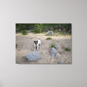 Capo von Oppenheim, Jack Russell Terrier, Dog Canvas Afdruk