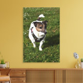 Capo von Oppenheim, Jack Russell Terrier, Dog Canvas Afdruk (Insitu (Woonkamer))