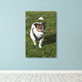 Capo von Oppenheim, Jack Russell Terrier, Dog Canvas Afdruk (Insitu (Houten vloer))
