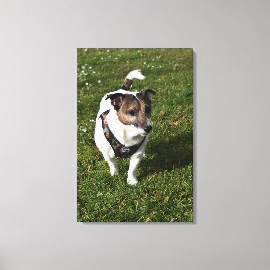 Capo von Oppenheim, Jack Russell Terrier, Dog Canvas Afdruk (Voorkant)
