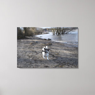 Capo von Oppenheim, Jack Russell Terrier Dog Canvas Afdruk