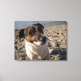 Capo von Oppenheim, Jack Russell Terrier, Dog Canvas Afdruk