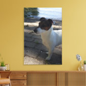 Capo von Oppenheim, Jack Russell Terrier, Dog Canvas Afdruk (Insitu (Woonkamer))