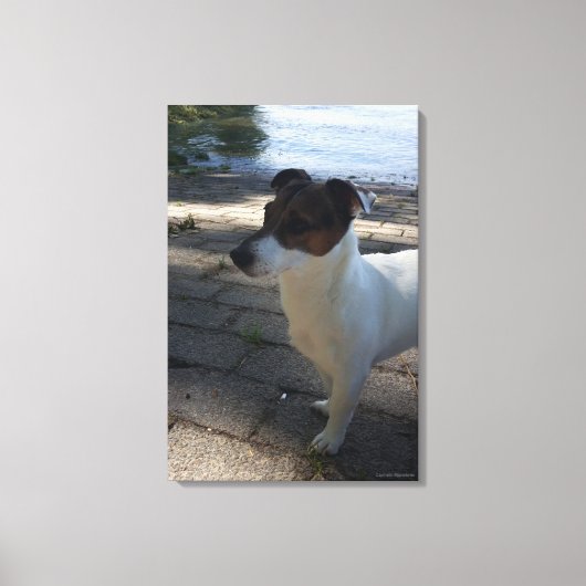 Capo von Oppenheim, Jack Russell Terrier, Dog Canvas Afdruk (Voorkant)