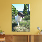 Capo von Oppenheim, Jack Russell Terrier, Dog Canvas Afdruk (Insitu (Woonkamer))