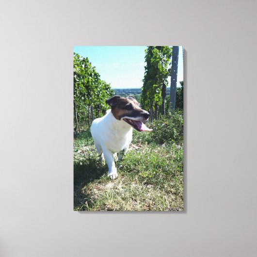 Capo von Oppenheim, Jack Russell Terrier, Dog Canvas Afdruk (Voorkant)