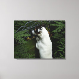 Capo von Oppenheim, Jack Russell Terrier Dog Canvas Afdruk