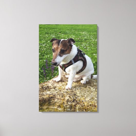 Capo von Oppenheim, Jack Russell Terrier, Dog Canvas Afdruk (Voorkant)