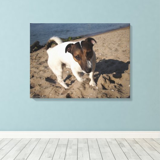 Capo von Oppenheim, Jack Russell Terrier, Dog Canvas Afdruk (Insitu (Houten vloer))