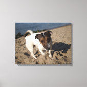 Capo von Oppenheim, Jack Russell Terrier, Dog Canvas Afdruk (Voorkant)