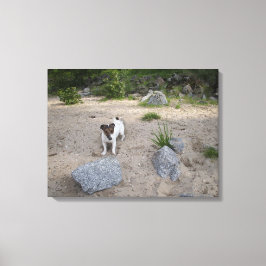 Capo von Oppenheim, Jack Russell Terrier, Dog Canvas Afdruk