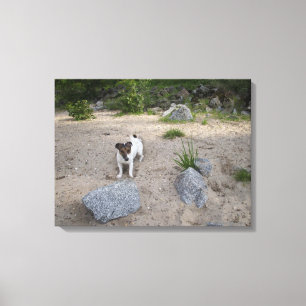 Capo von Oppenheim, Jack Russell Terrier, Dog Canvas Afdruk