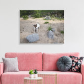 Capo von Oppenheim, Jack Russell Terrier, Dog Canvas Afdruk (Insitu (Woonkamer))