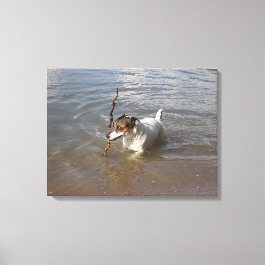 Capo von Oppenheim, Jack Russell Terrier, Dog Canvas Afdruk (Voorkant)
