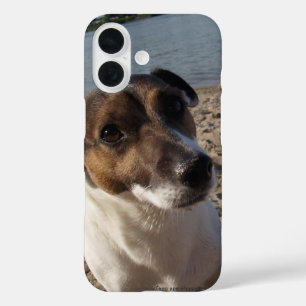 Capo von Oppenheim Jack Russell Terrier, Dog iPhone 16 Hoesje