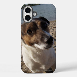 Capo von Oppenheim Jack Russell Terrier, Dog iPhone 16 Plus Hoesje
