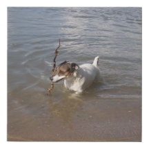 Capo von Oppenheim Jack Russell Terrier, Dog