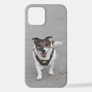 Capo von Oppenheim, Jack Russell Terrier Dog iPhone 12 Hoesje