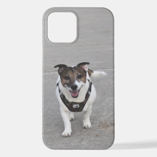 Capo von Oppenheim, Jack Russell Terrier Dog iPhone Hoesje (Achterkant)