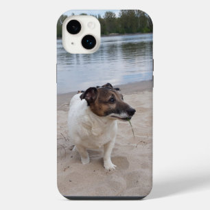 Capo von Oppenheim, Jack Russell Terrier Dog