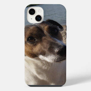 Capo von Oppenheim Jack Russell Terrier, Dog