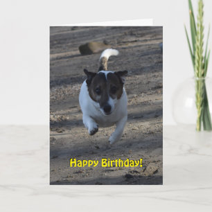 Capo von Oppenheim Jack Russell Terrier, Dog Kaart