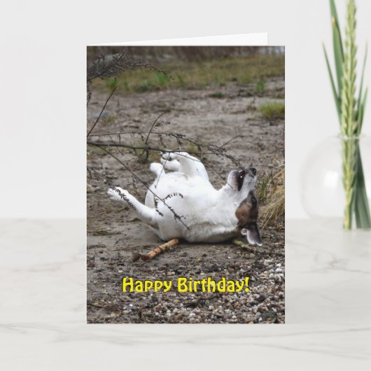 Capo von Oppenheim Jack Russell Terrier, Dog Kaart (Voorkant)