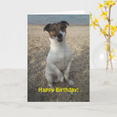 Capo von Oppenheim Jack Russell Terrier, Dog Kaart (Gele Bloem)