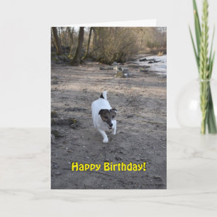 Capo von Oppenheim Jack Russell Terrier, Dog Kaart